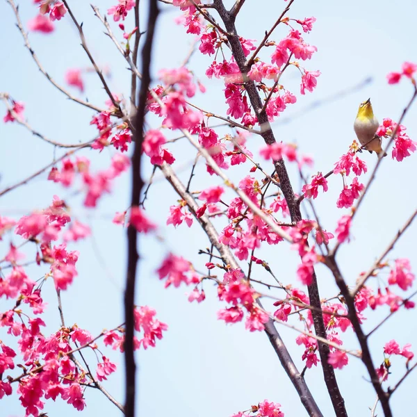 Flores Cerezo Como Fondo —  Fotos de Stock