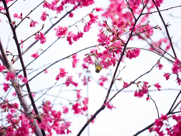 Cherry Blossoms Background — Stock Photo, Image