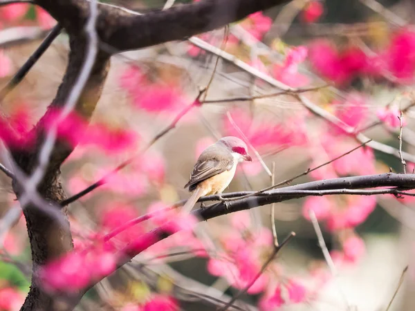 桜の背景として — ストック写真