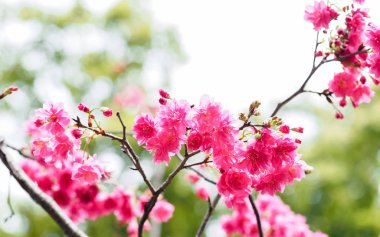 Arka plan olarak pembe kiraz