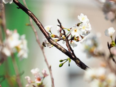 Arka plan olarak pembe kiraz