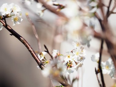 Arka plan olarak pembe kiraz