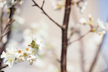 Arka plan olarak pembe kiraz