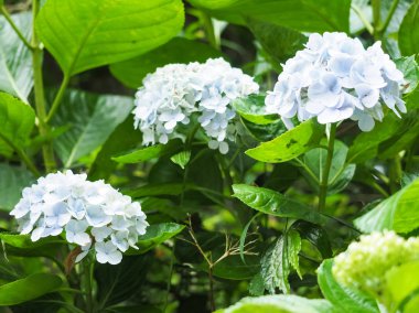 Renkli ortanca çiçek çiçeklenme 