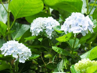 Renkli ortanca çiçek çiçeklenme 