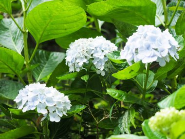 Renkli ortanca çiçek çiçeklenme 