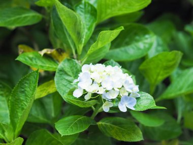 Renkli ortanca çiçek çiçeklenme 