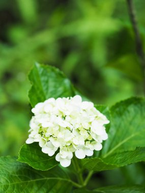 Renkli ortanca çiçek çiçeklenme 