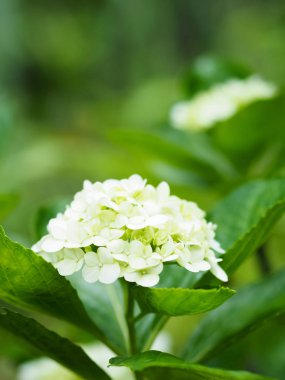 Renkli ortanca çiçek çiçeklenme 