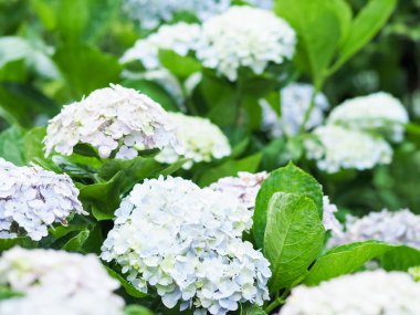 Renkli ortanca çiçek çiçeklenme 