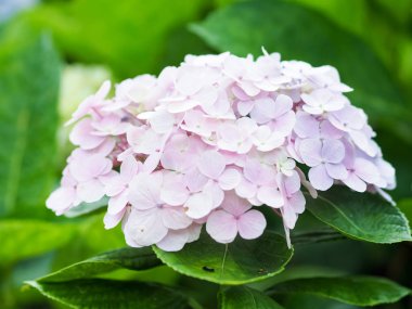 Renkli ortanca çiçek çiçeklenme 