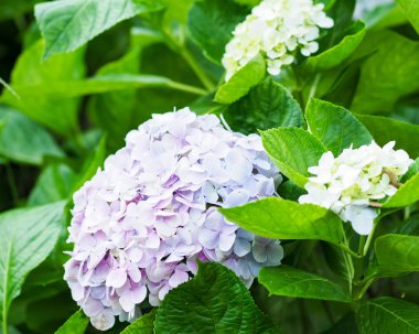 Renkli ortanca çiçek çiçeklenme 