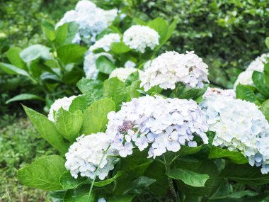 Renkli ortanca çiçek çiçeklenme 