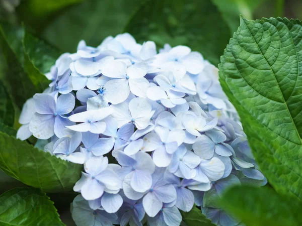 Flores Hortensias Colores Florecientes —  Fotos de Stock