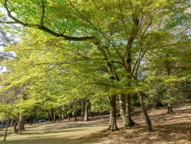 Yaz aylarında yeşil maple orman