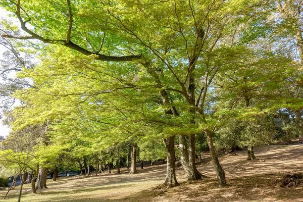 Green maple forest in summer
