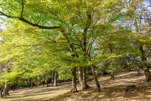 夏の緑のカエデ林 — ストック写真