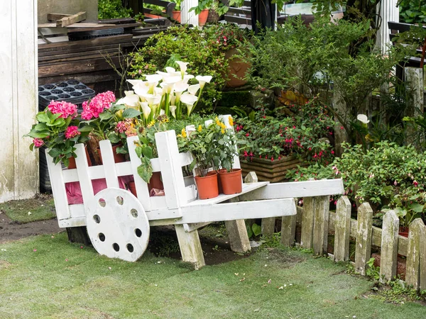 Colorful of petunia flowers on trolley or cart wooden in garden