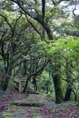 Ormanda Taş Adım Yolu