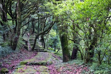 Ormanda Taş Adım Yolu