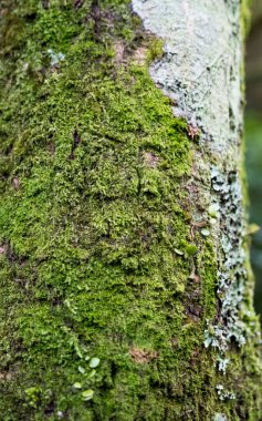 Ağaç gövdesinde parlak yeşil yosun