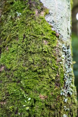 Ağaç gövdesinde parlak yeşil yosun