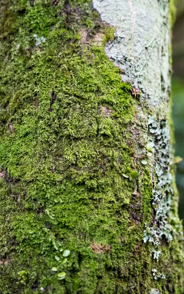 Ağaç gövdesinde parlak yeşil yosun