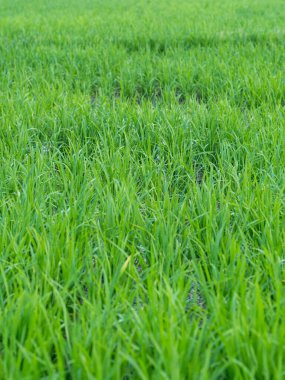 Yemyeşil pirinç tarlası ya da çeltik