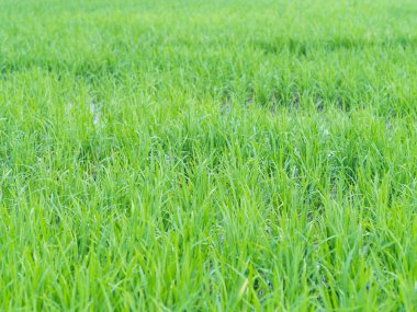 Yemyeşil pirinç tarlası ya da çeltik
