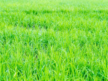 Yemyeşil pirinç tarlası ya da çeltik
