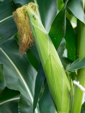 Tarladaki mısır tarlasını kapatın.