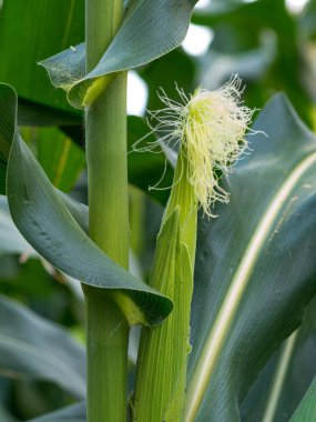 Tarladaki mısır tarlasını kapatın.