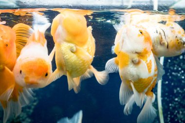 Japon balığı akvaryumda yüzüyor.