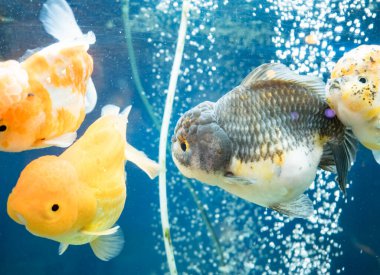 Japon balığı akvaryumda yüzüyor.