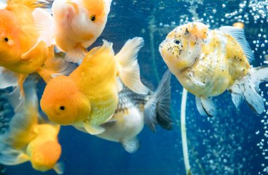 Japon balığı akvaryumda yüzüyor.