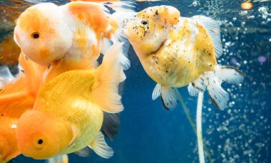 Japon balığı akvaryumda yüzüyor.