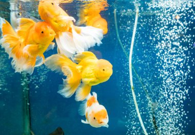 Japon balığı akvaryumda yüzüyor.