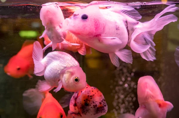 Goldfish swimming in the fish tank