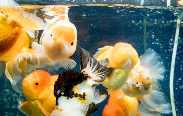 Goldfish swimming in the fish tank