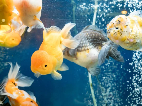 Goldfische Schwimmen Fischbecken — Stockfoto