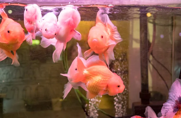 Goldfish swimming in the fish tank