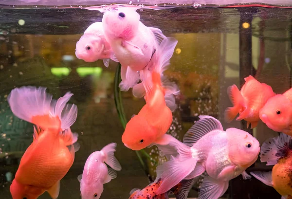 Goldfish swimming in the fish tank