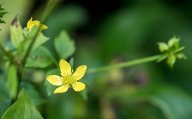 Yeşil ve taze yaprağın Macro fotoğrafı