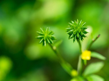 Yeşil ve taze yaprağın Macro fotoğrafı
