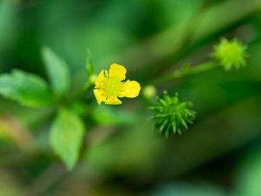 Yeşil ve taze yaprağın Macro fotoğrafı