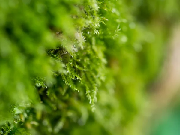 Makroaufnahme Des Blattes Grün Und Frisch — Stockfoto