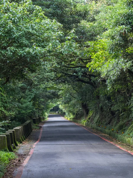 Strada Forestale Una Giornata Nuvolosa — Foto Stock