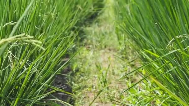 Terrain en terrasses à Taiwan