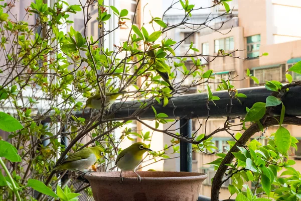 Japanese White Eye Zosterops Japonica — 스톡 사진