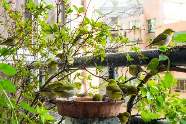 Japonský Bílý Oko Zosterops Japonica Vaně — Stock fotografie